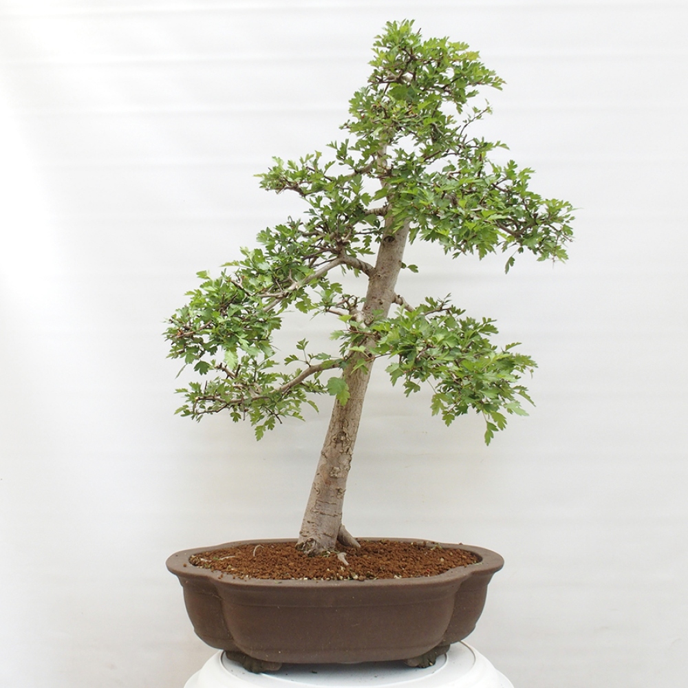 Vonkajší bonsai - Hloh - Crataegus monogyna