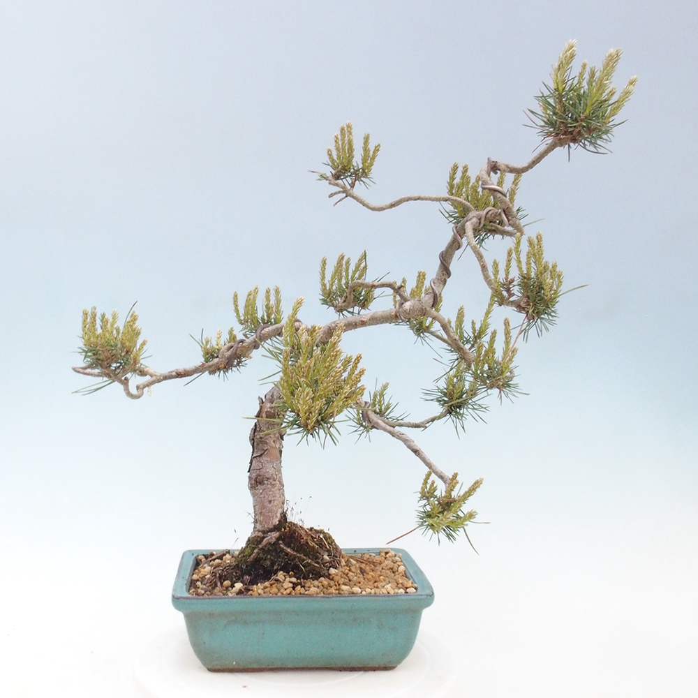 Vonkajšie bonsai - Pinus Sylvestris - Borovica lesná