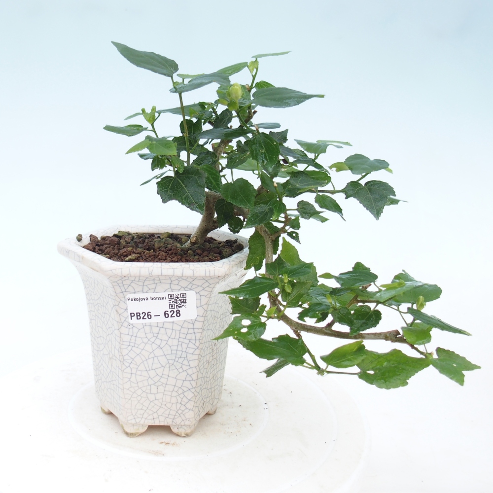 Izbový bonsaj - Malvaviscus arboreus