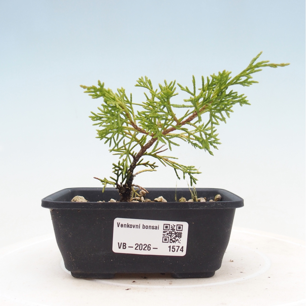 Vonkajší bonsaj - Juniperus chinensis Itoigawa