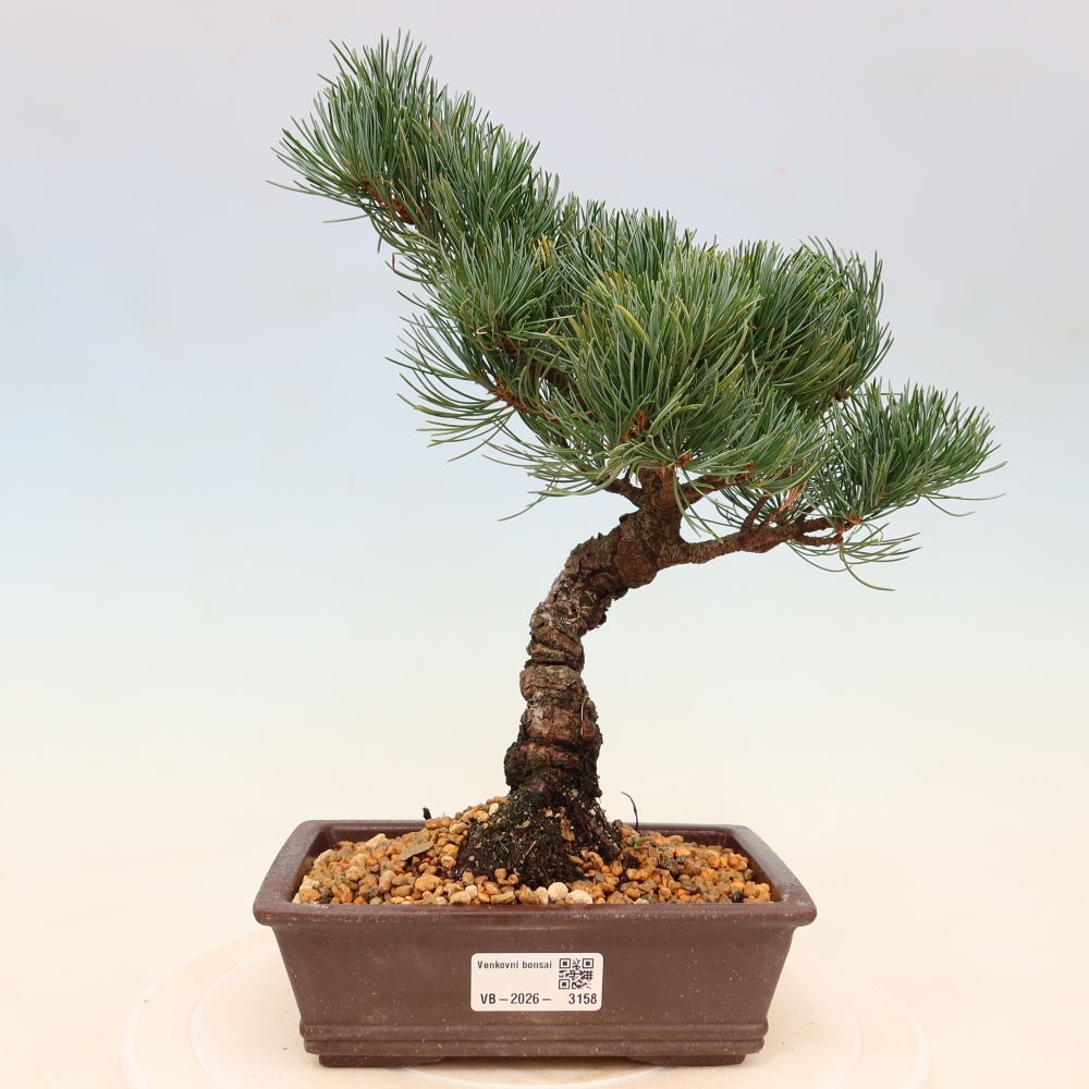 Vonkajšie bonsaje - Pinus parviflora - Pinus parviflora