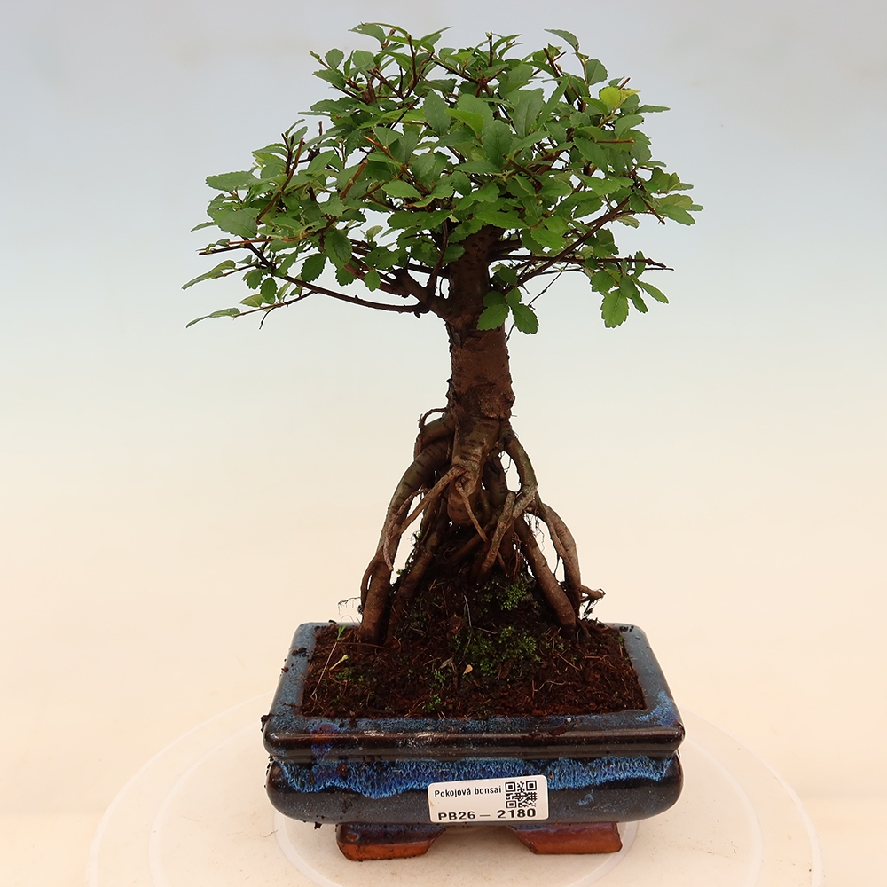 Izbový bonsaj - Ulmus parvifolia - brest malolistý
