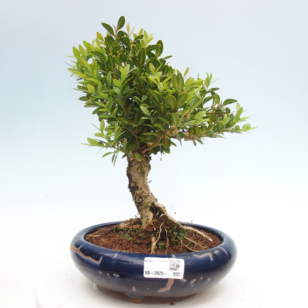 Vonkajšie bonsai - Buxus sempervirens - krušpán