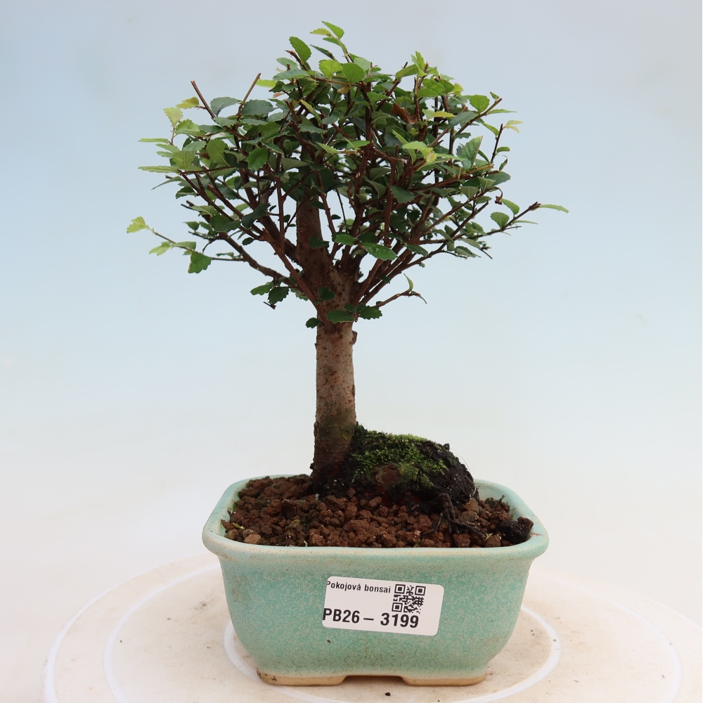 Izbový bonsaj - Ulmus parvifolia - brest malolistý