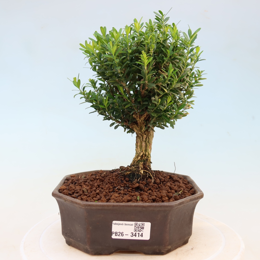 Izbové bonsaje - Buxus harlandii - korkový buxus