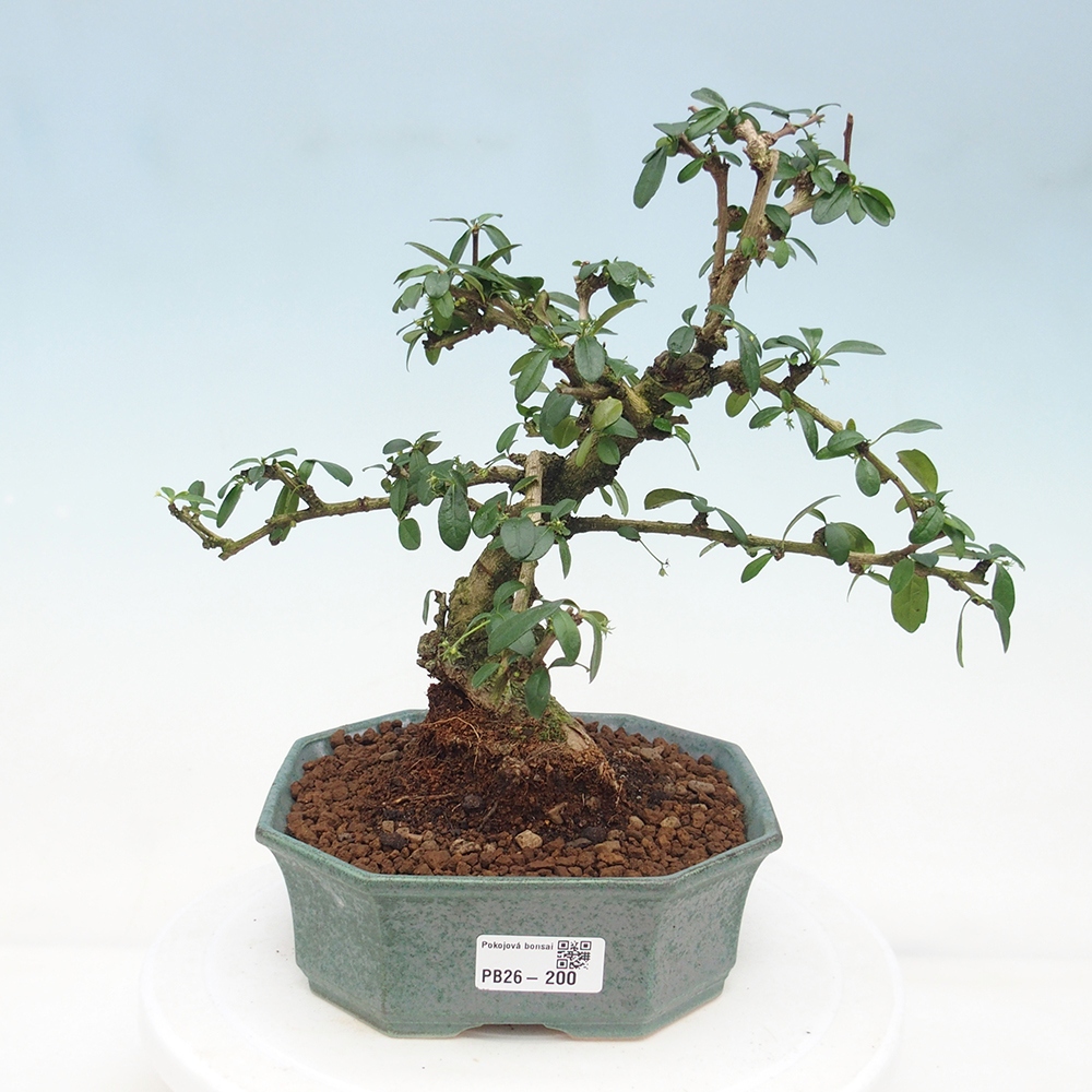 Izbová bonsai - Carmona macrophylla - Čaj fuki