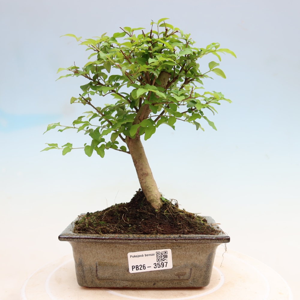 Izbový bonsaj -Ligustrum chinensis - Vtáčí zobák