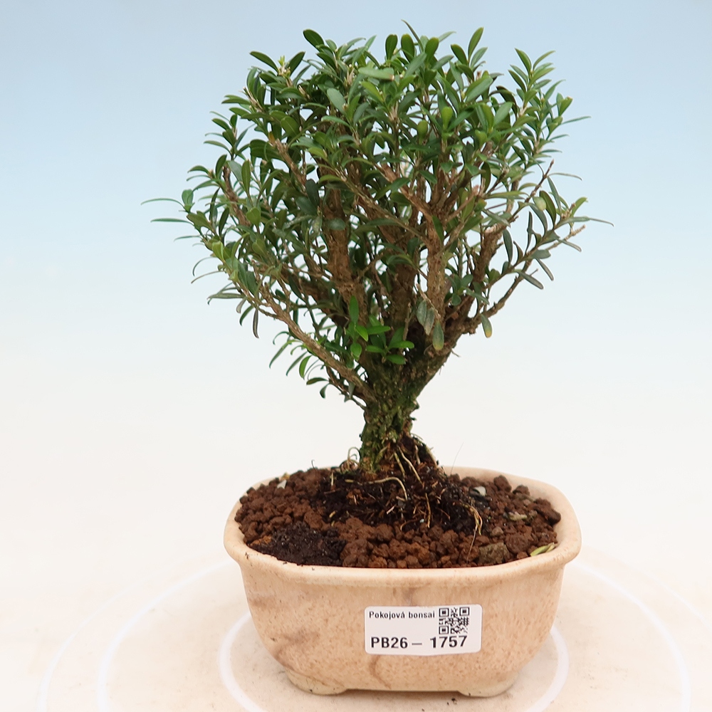 Izbové bonsaje - Buxus harlandii - korkový buxus