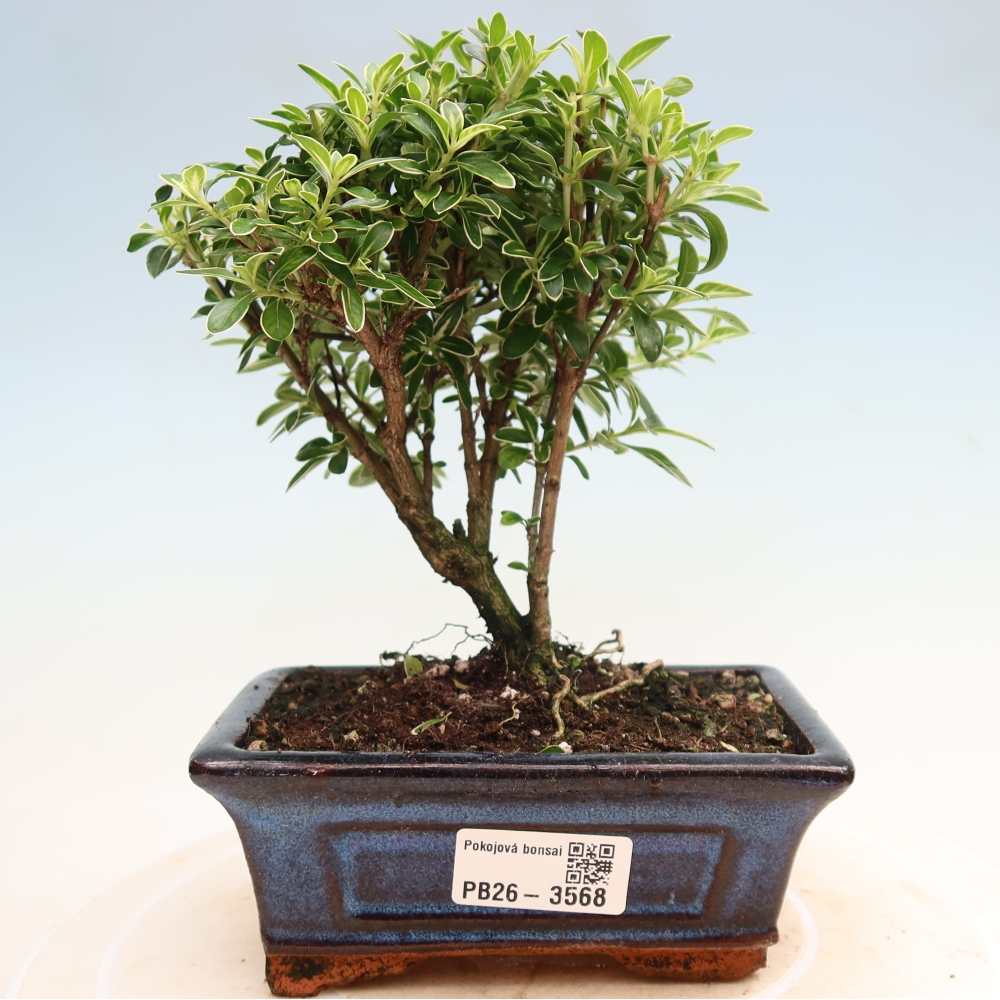 Izba bonsai – Serissa foetida Variegata – Strom tisíc hviezd