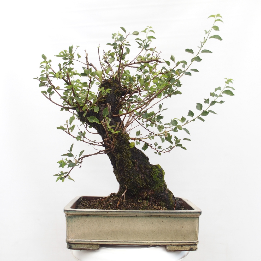 Vonkajšie bonsai - Mahalebka - Prunus mahalieb
