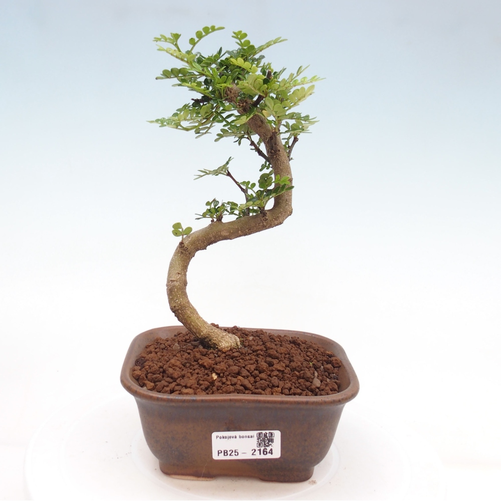 Izbová bonsai -Ligustrum chinensis - Vtáčí zob
