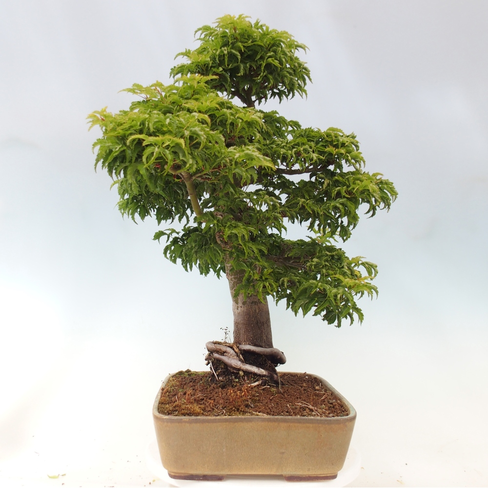 Vonkajšia bonsaj -Javorská palma Acer palmatum Shishigashira
