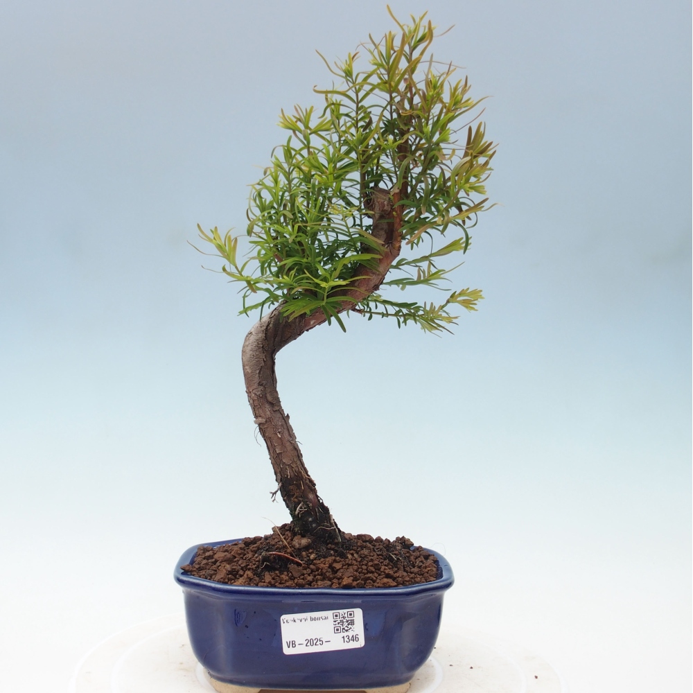 Vonkajšie bonsai - Metasequoia glyptostroboides - Metasekvoja Čínska