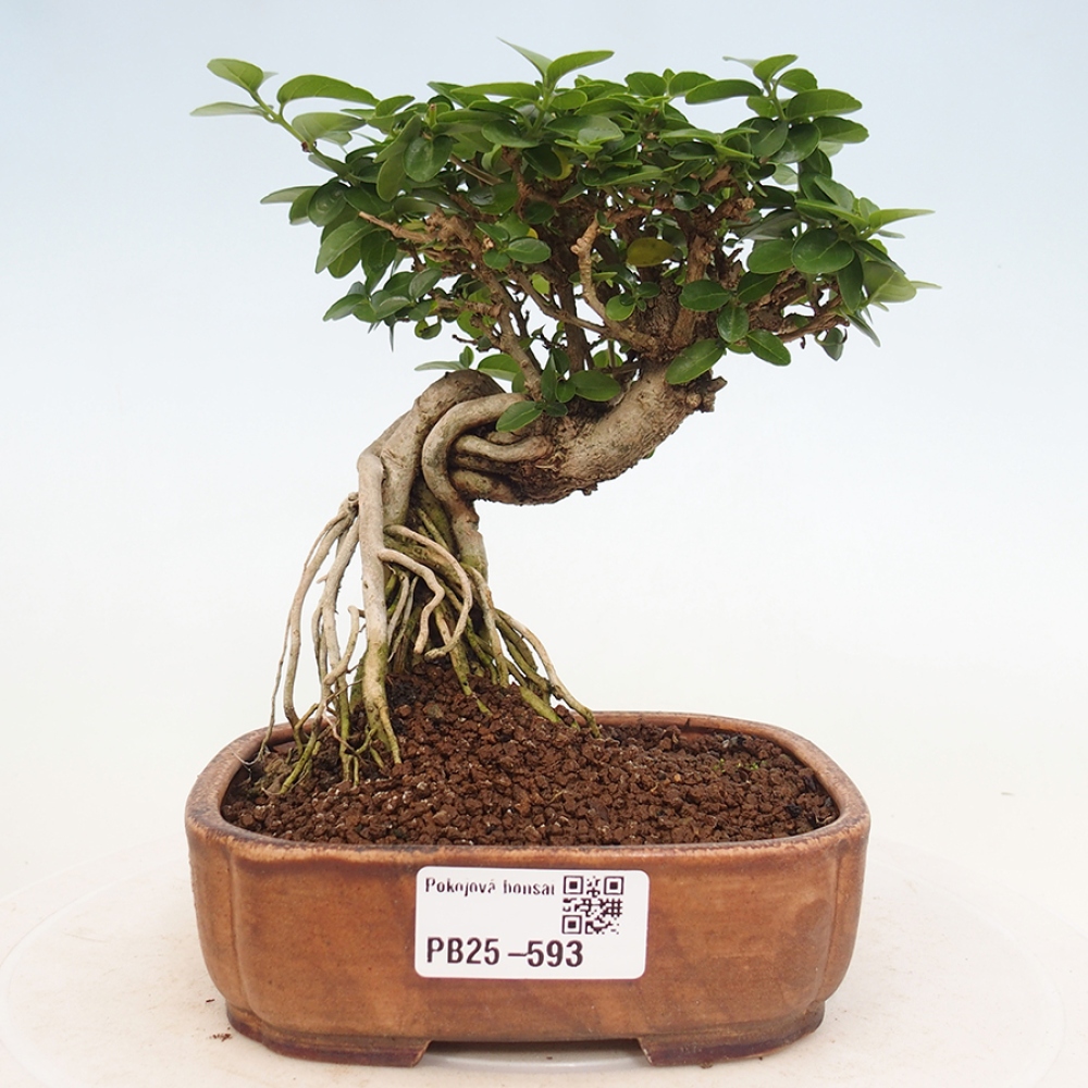 Izbová bonsai - Premna serratifolia - Kozlovoň malolistá