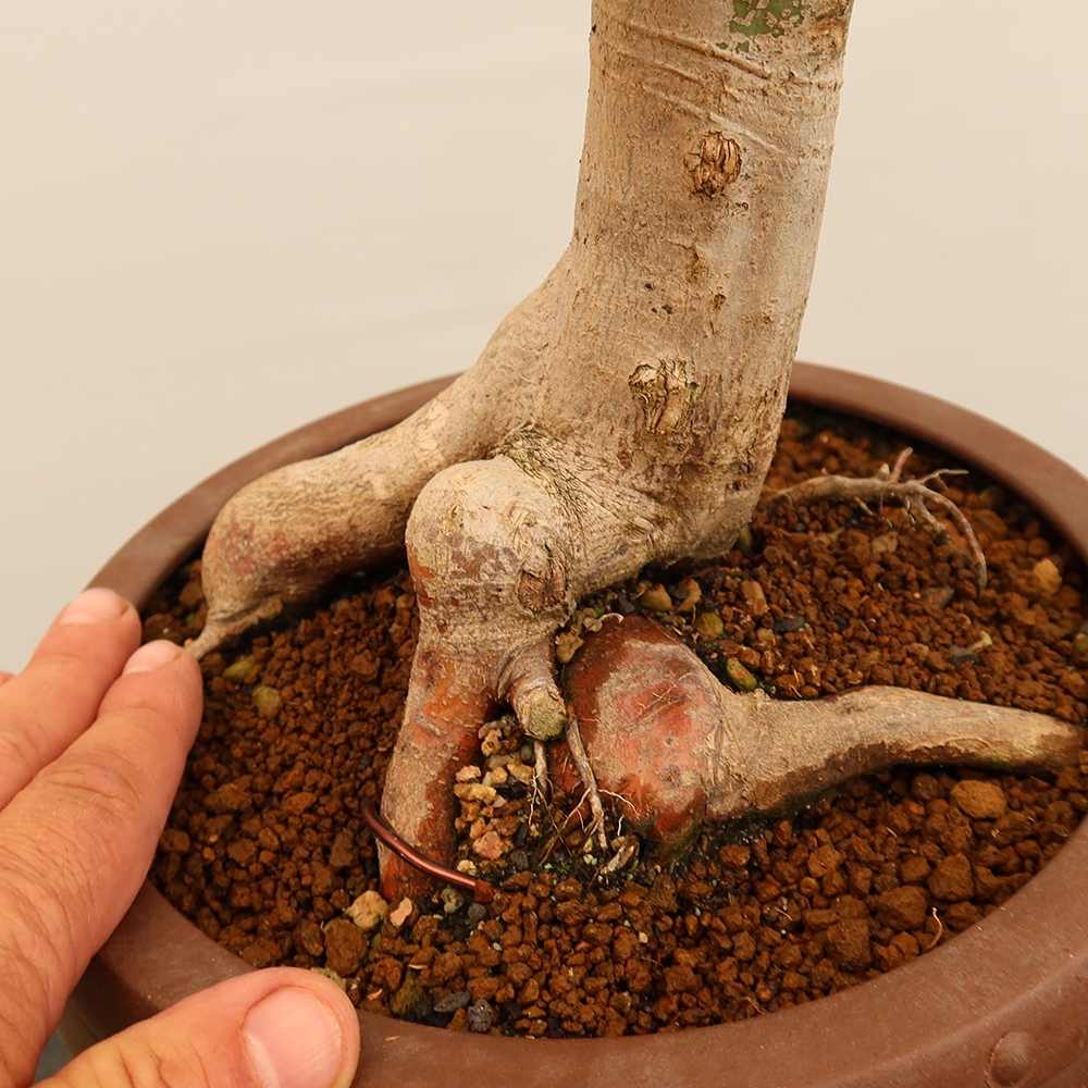 Vonkajšie bonsaje - Maple palmatum - Palmy
