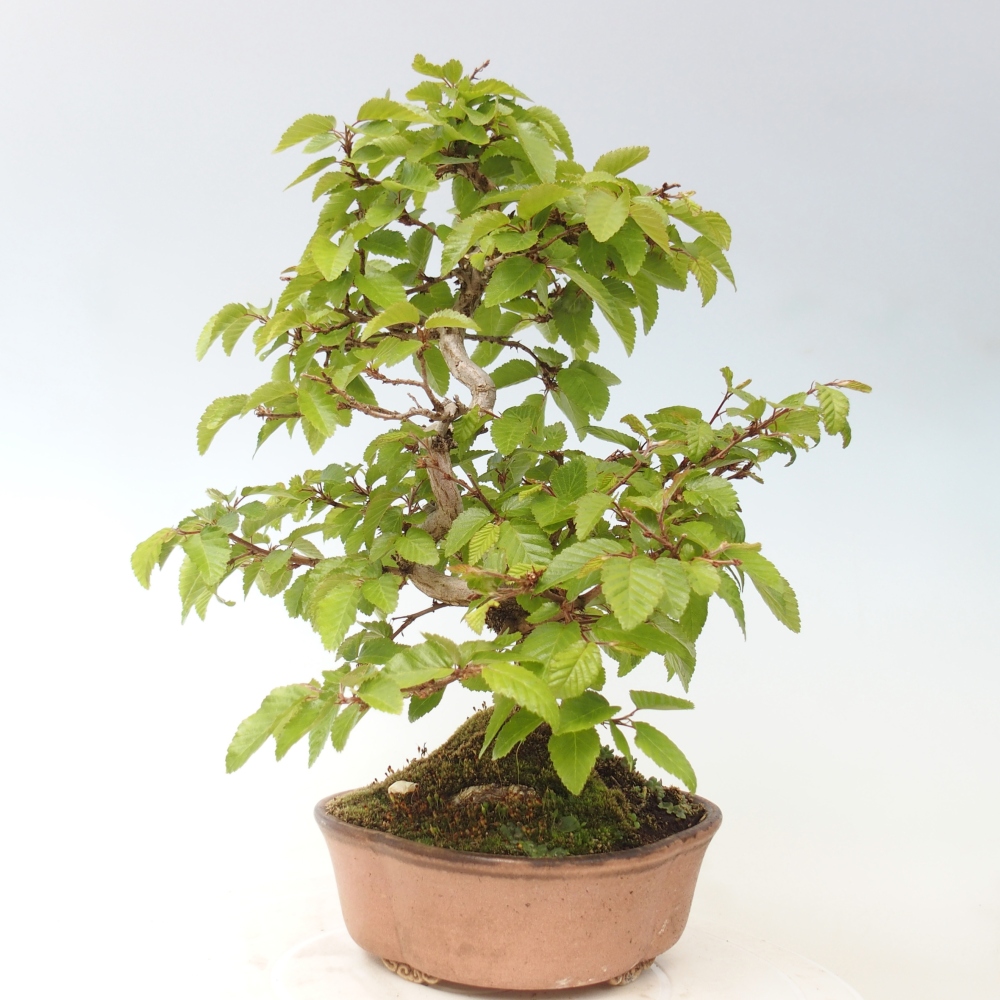 Vonkajšie bonsaje -Carpinus CARPINOIDES - Hrab kórejský