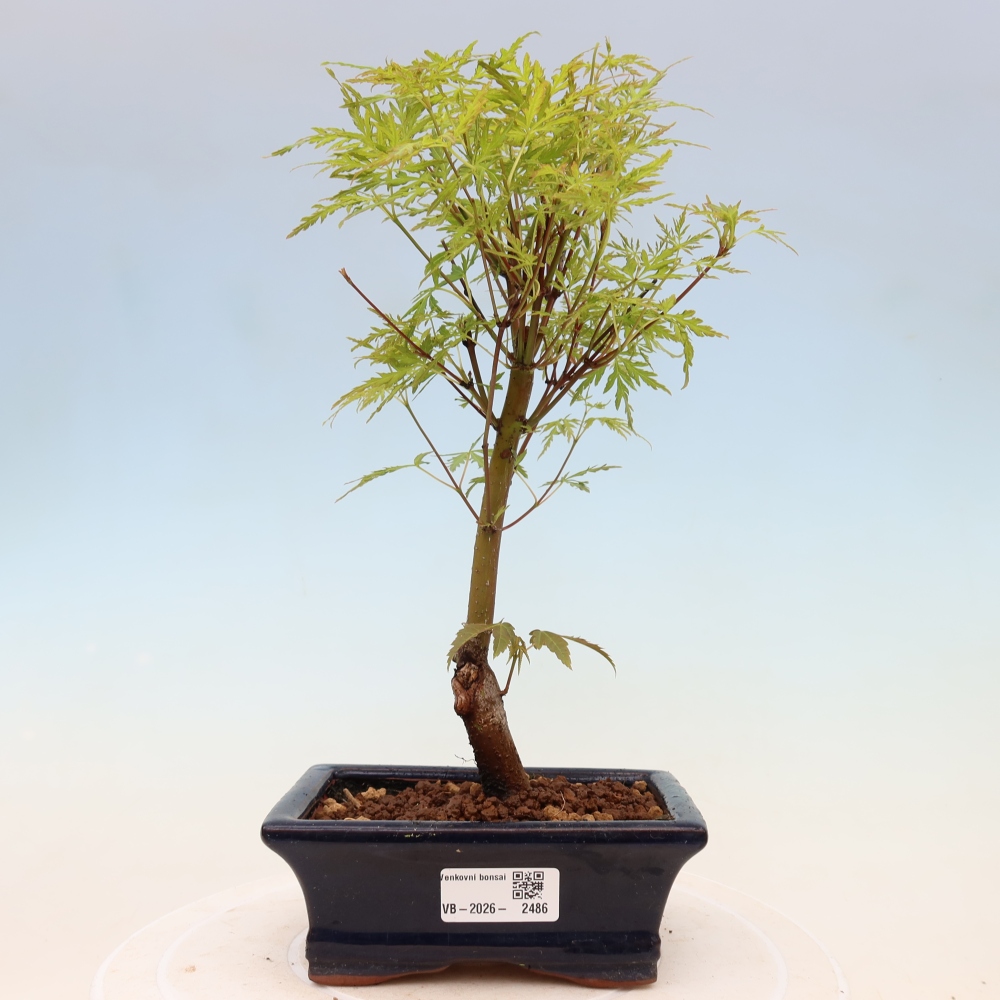 Vonkajšie bonsai - Acer palmatum Dissectum - Javor dlaňolistý 