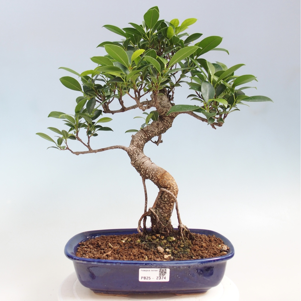 Izbová bonsai - Ficus kimmen - malolistá fikus