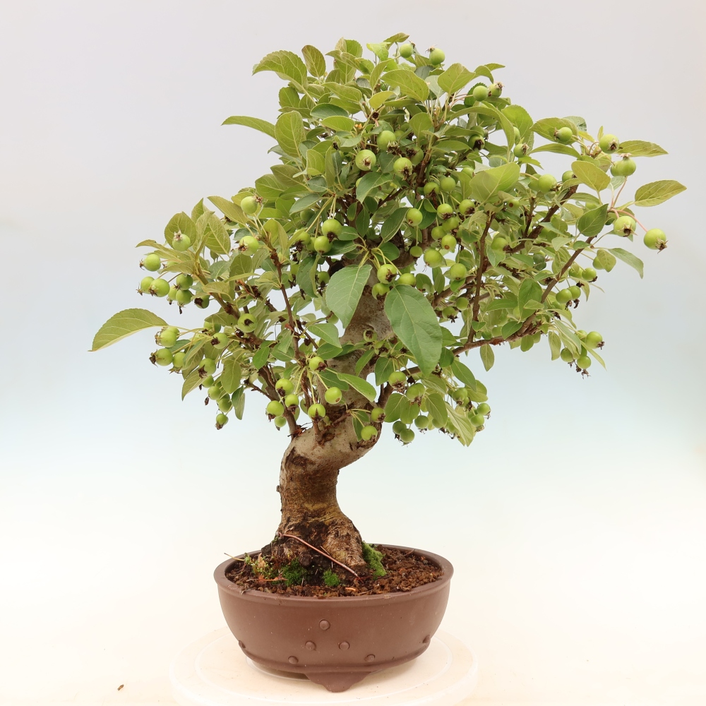 Vonkajšia bonsaj -Malus halliana - Malokvetá jabloň