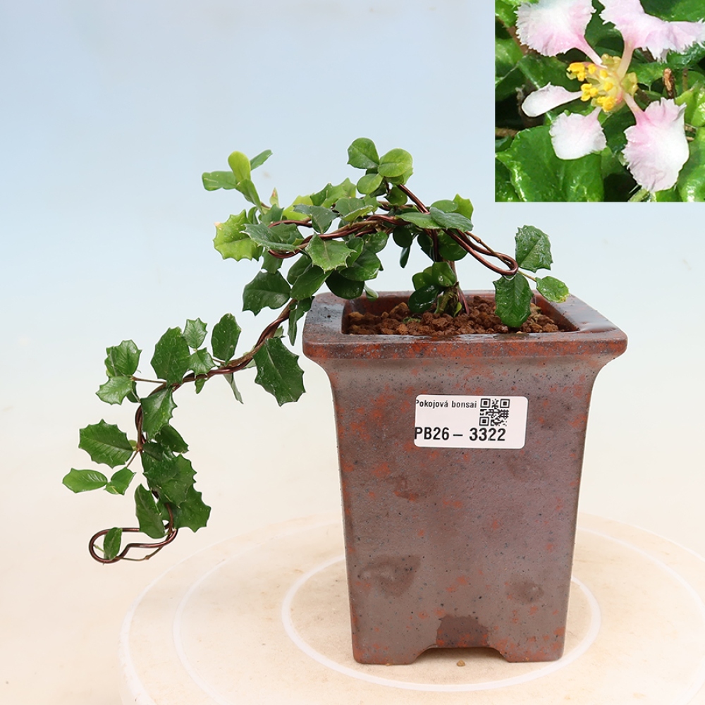 Izba bonsai – barbadoská čerešňa (Malpighia coccigera)