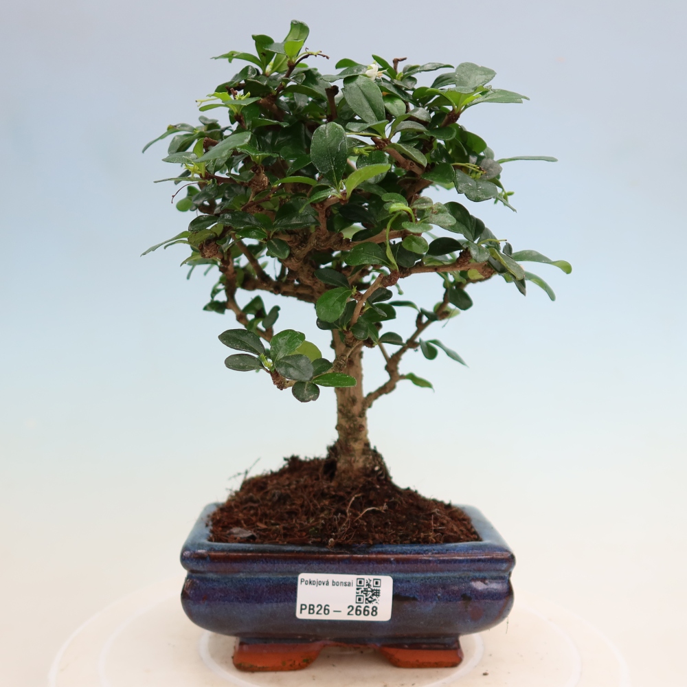 Izbové bonsaje - Carmona macrophylla - Tea fuki