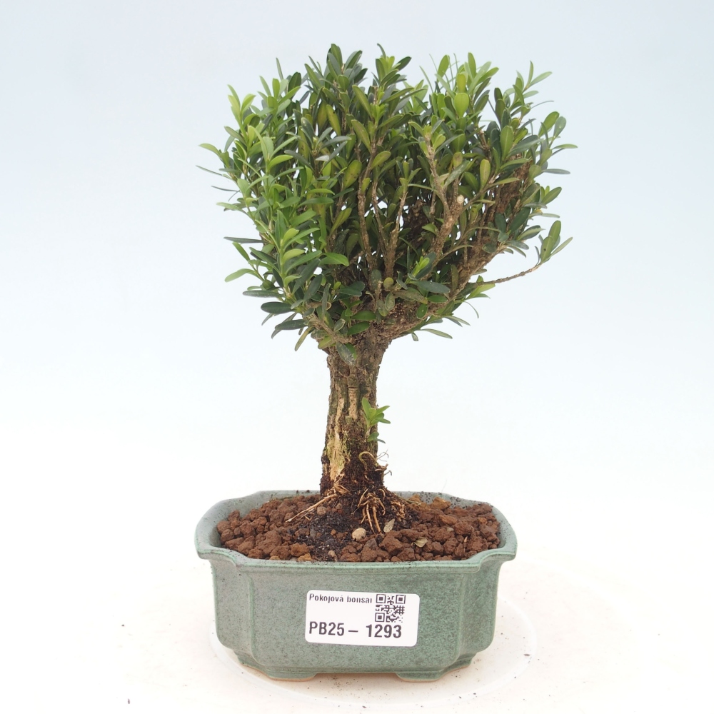 Izbová bonsai - Buxus harlandii - korkový buxus