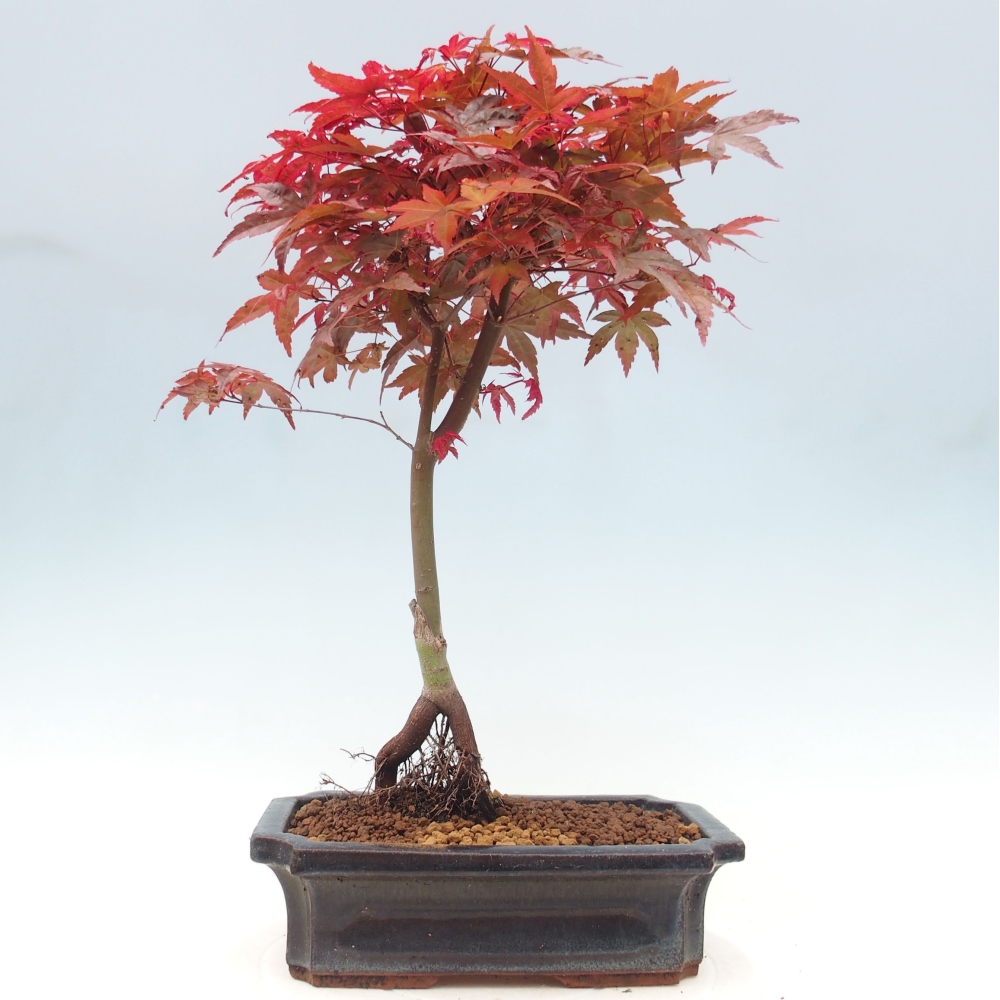 Vonkajšie bonsai - Javor dlaňolistý - Acer palmatum DESHOJO