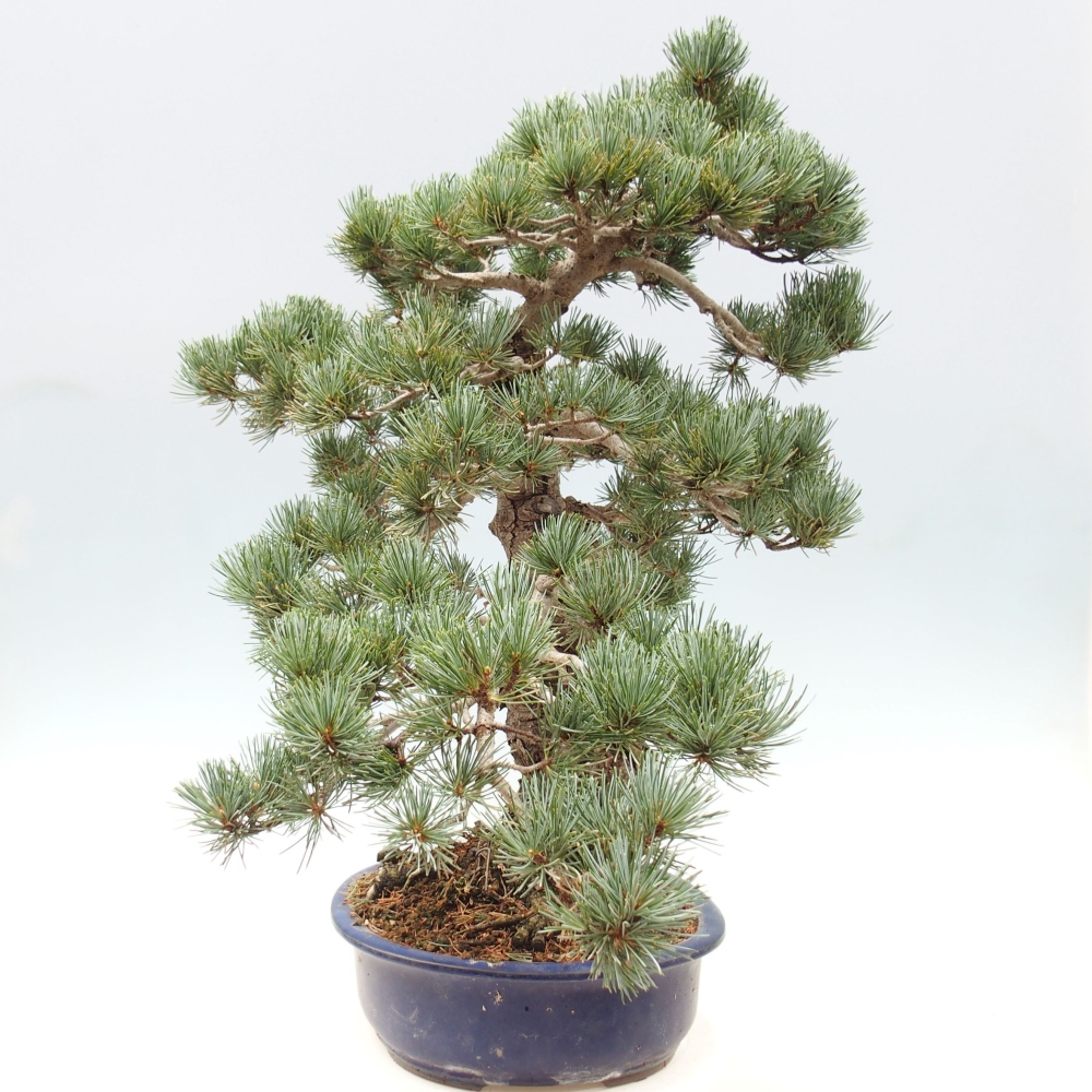 Vonkajšie bonsai - Pinus parviflora - Borovica drobnokvetá