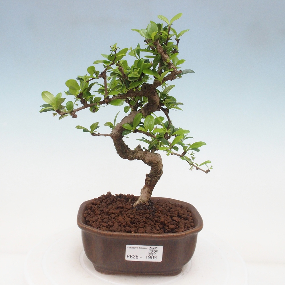 Izbová bonsai - Carmona macrophylla - Čaj fuki