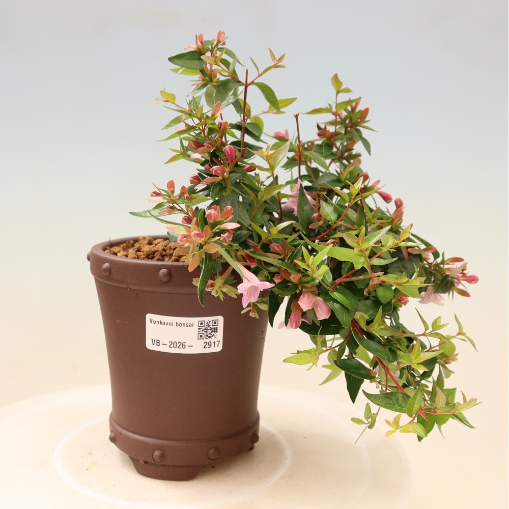 Vonkajší bonsai – Abelia Edward Goucher – Abelia veľkokvetá