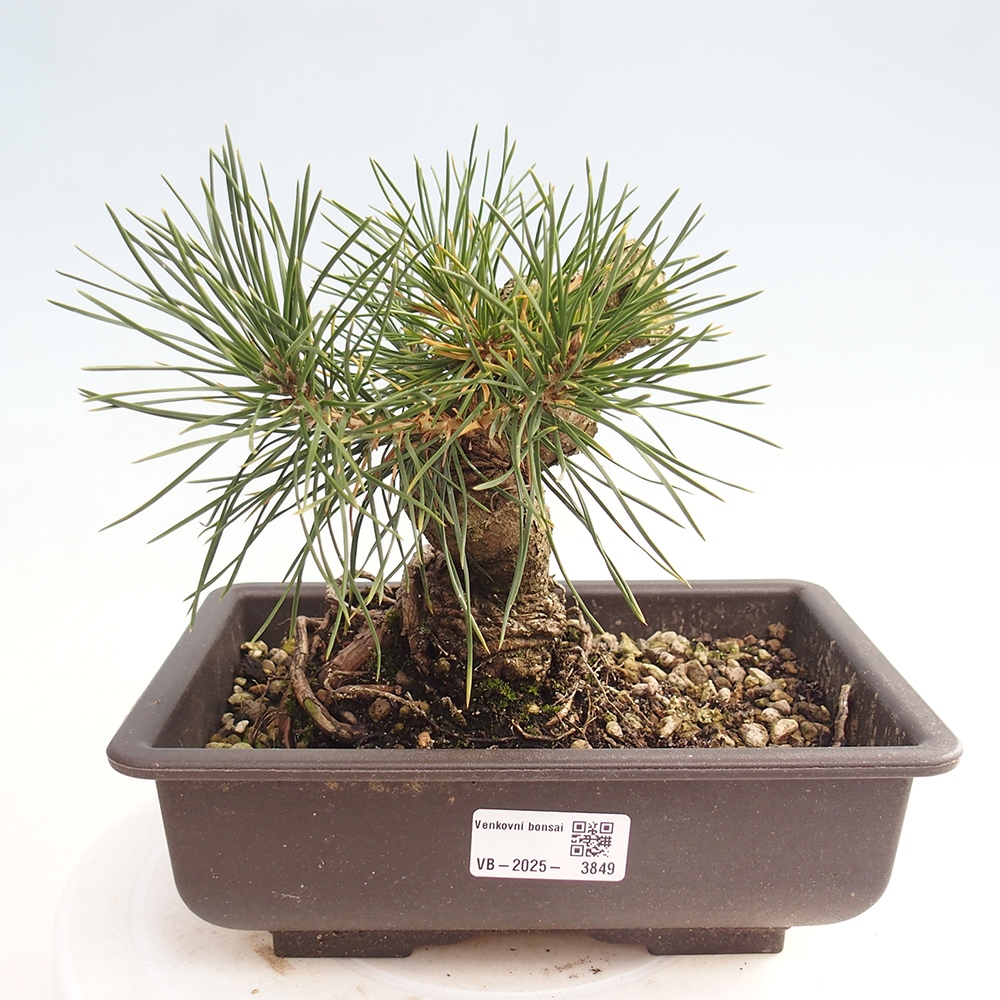 Vonkajšie bonsaje - Pinus thunbergii - borovica Thunbergova