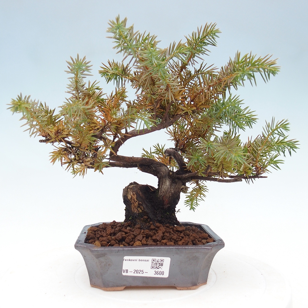 Vonkajšie bonsai - Jalovec Rigid - Juniperus Rigid