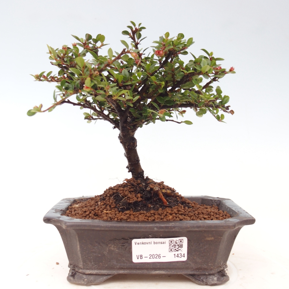 Vonkajšie bonsaje - Cotoneaster horizontalis - Skalnaté hory