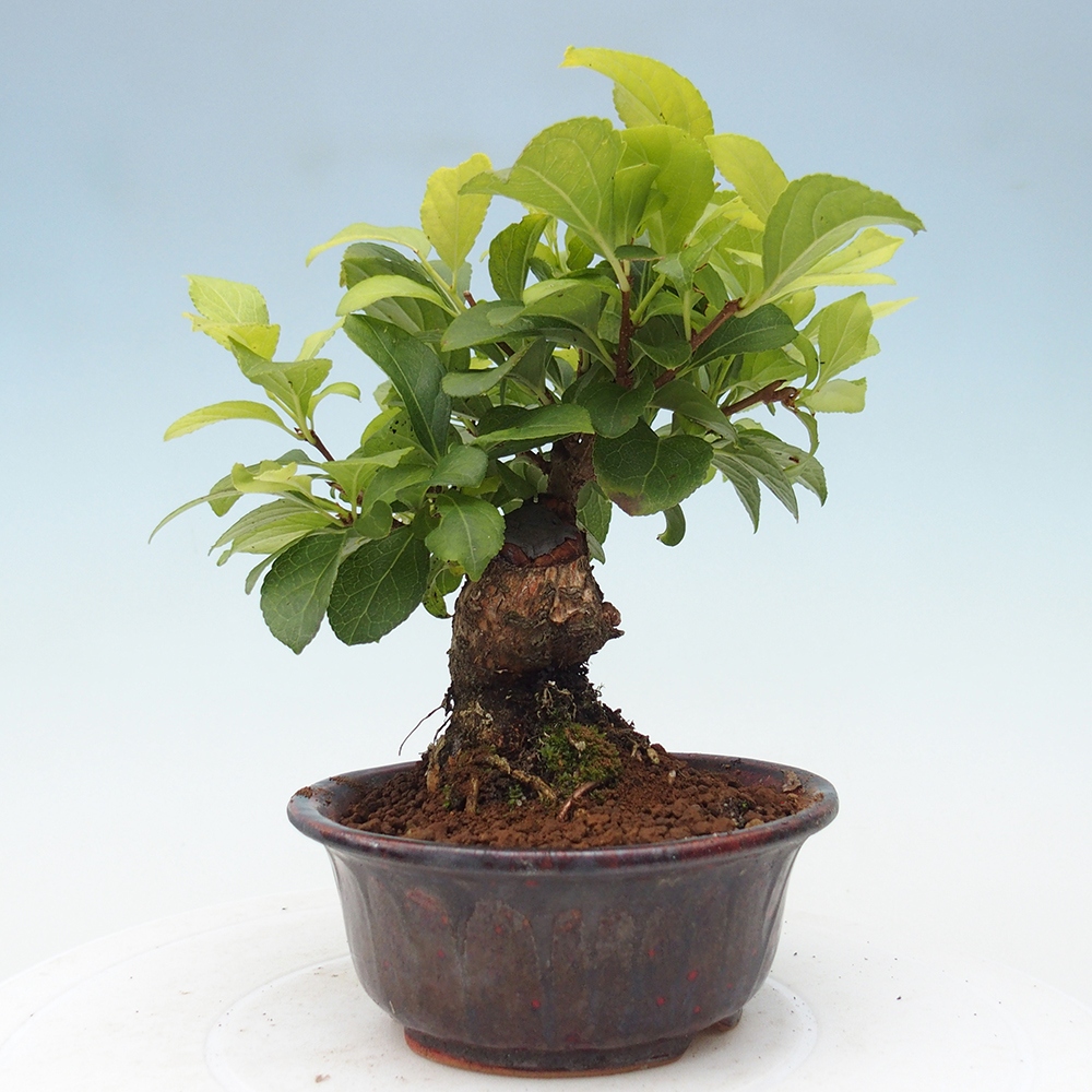 Vonkajšie bonsai - Celastrus Jesenec