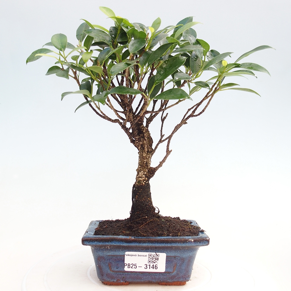 Izbové bonsaje Ficus retusa kimmen