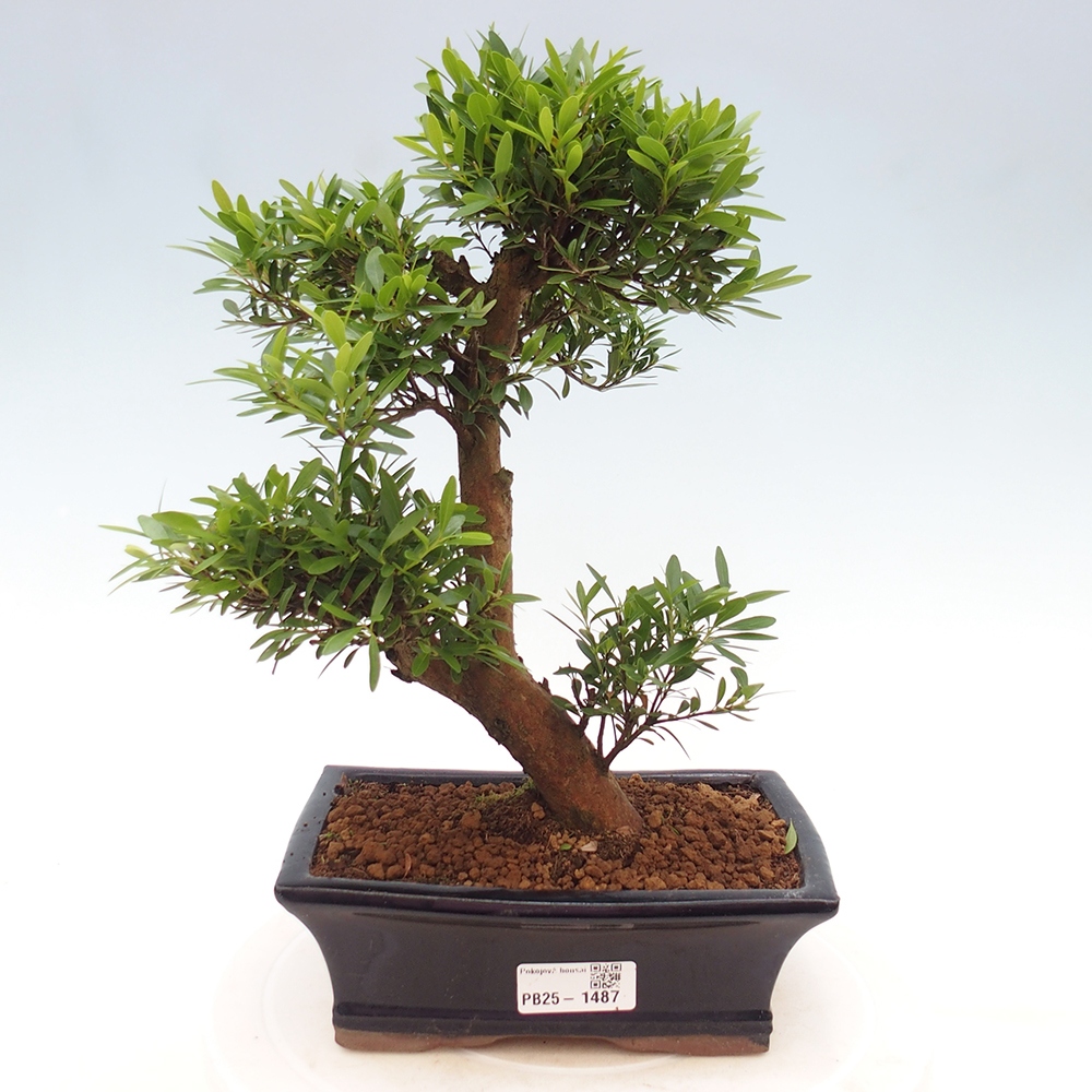 Izbová bonsai - Syzygium - pimentovníka