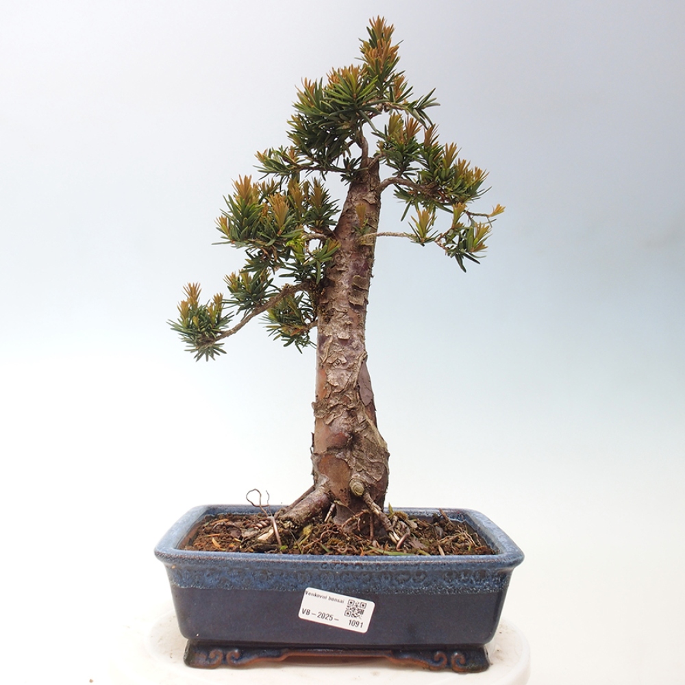 Vonkajší bonsai - Taxus cuspidata - Tis japonský