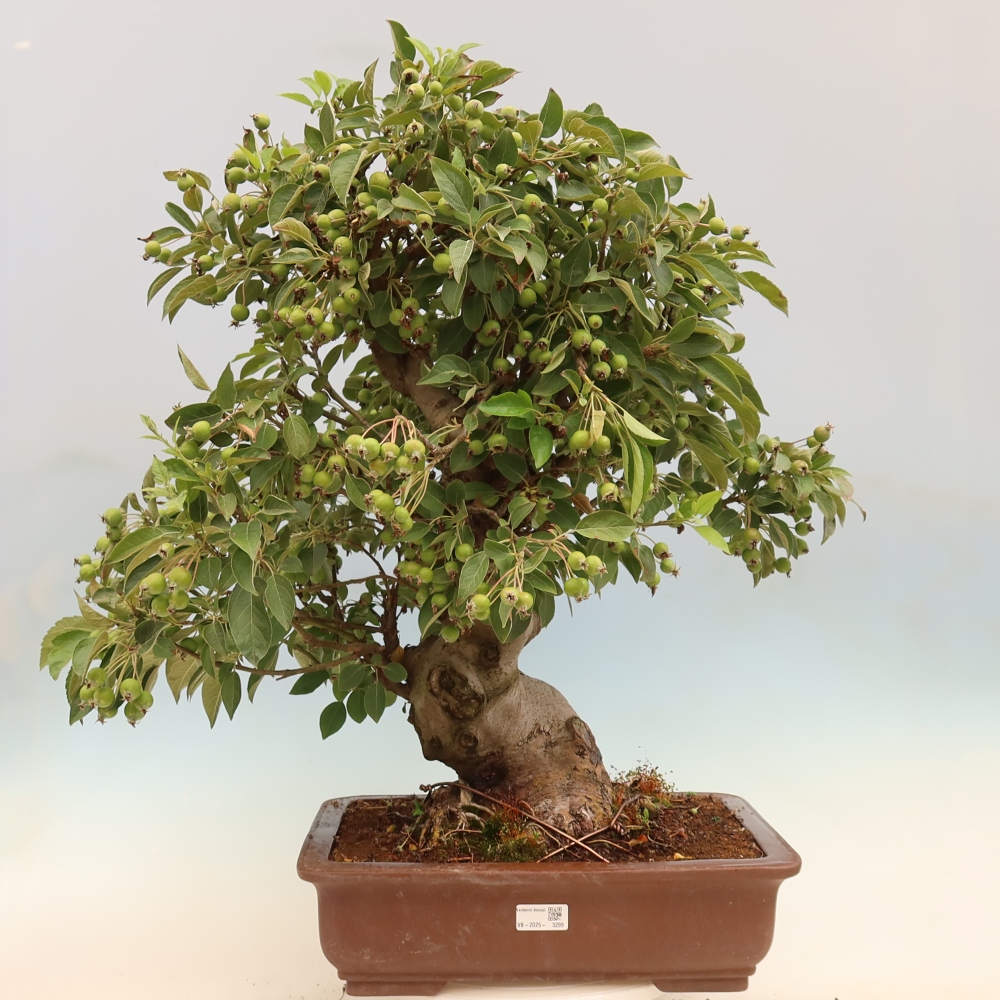 Vonkajší bonsai -Malus halliana - Maloplodá jabloň