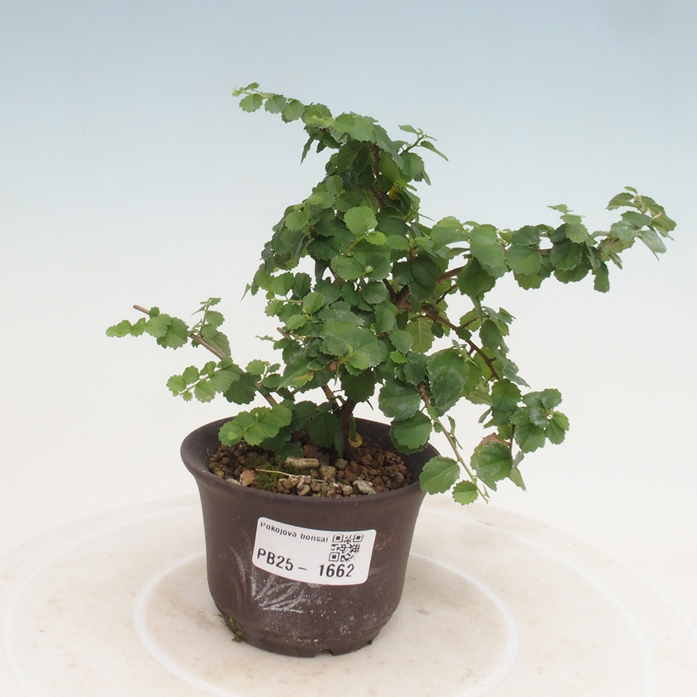 Izbová bonsai - Grewia sp. - Grewie malolistá