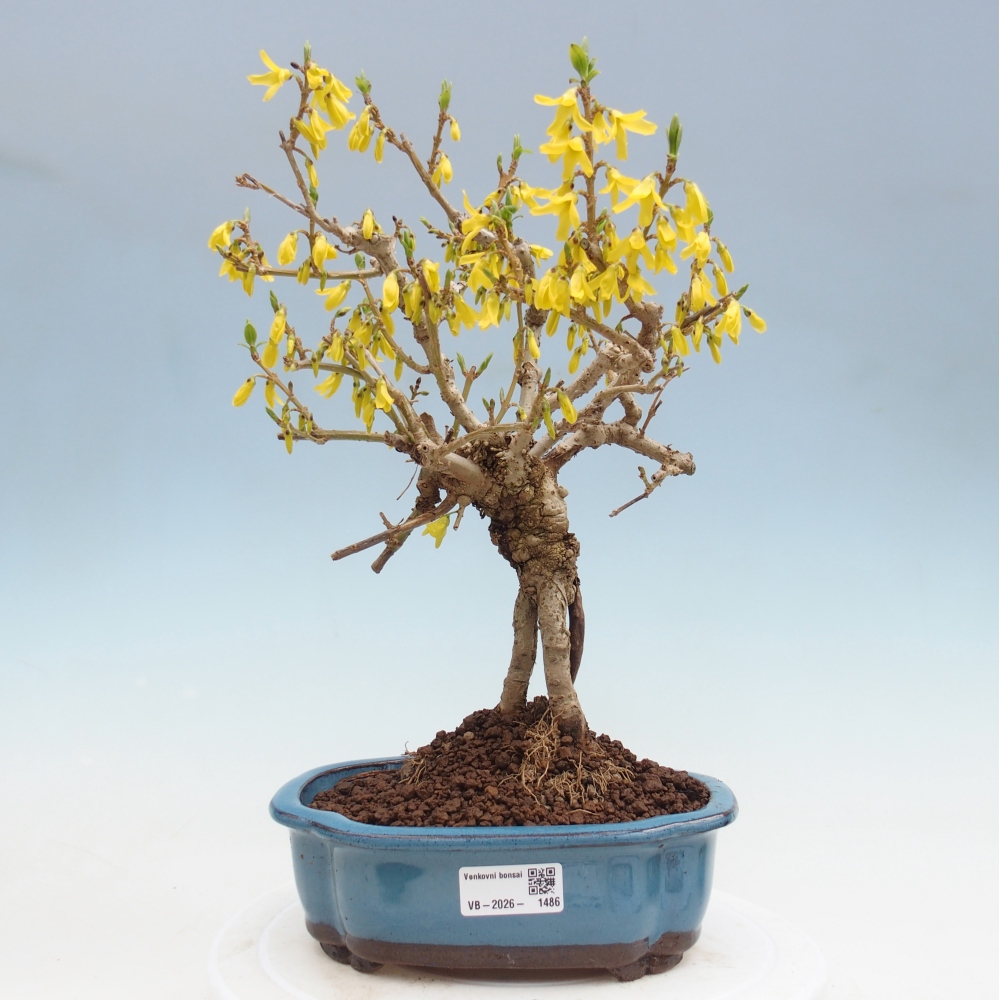 Vonkajšie bonsaje - Zlatice - Forsythia koreana