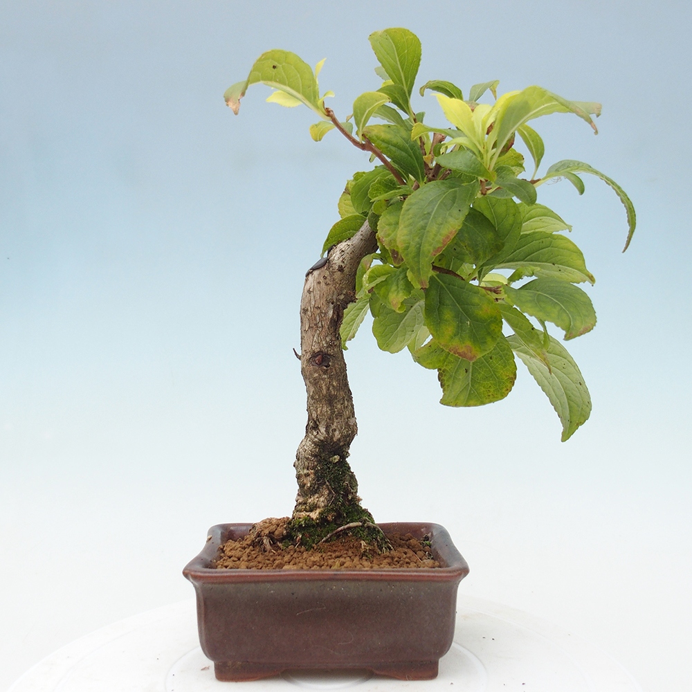 Vonkajšie bonsai - Celastrus Jesenec