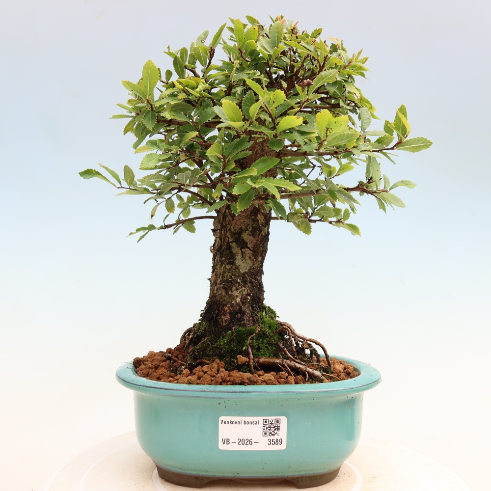 Vonkajšie bonsaje - Zelkova - Zelkova NIRE