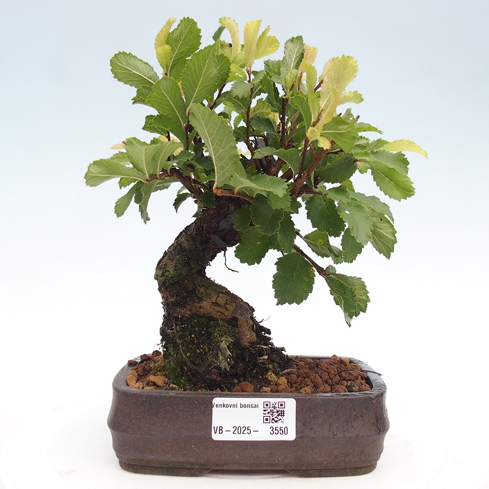 Vonkajšie bonsaje - Zelkova - Zelkova NIRE