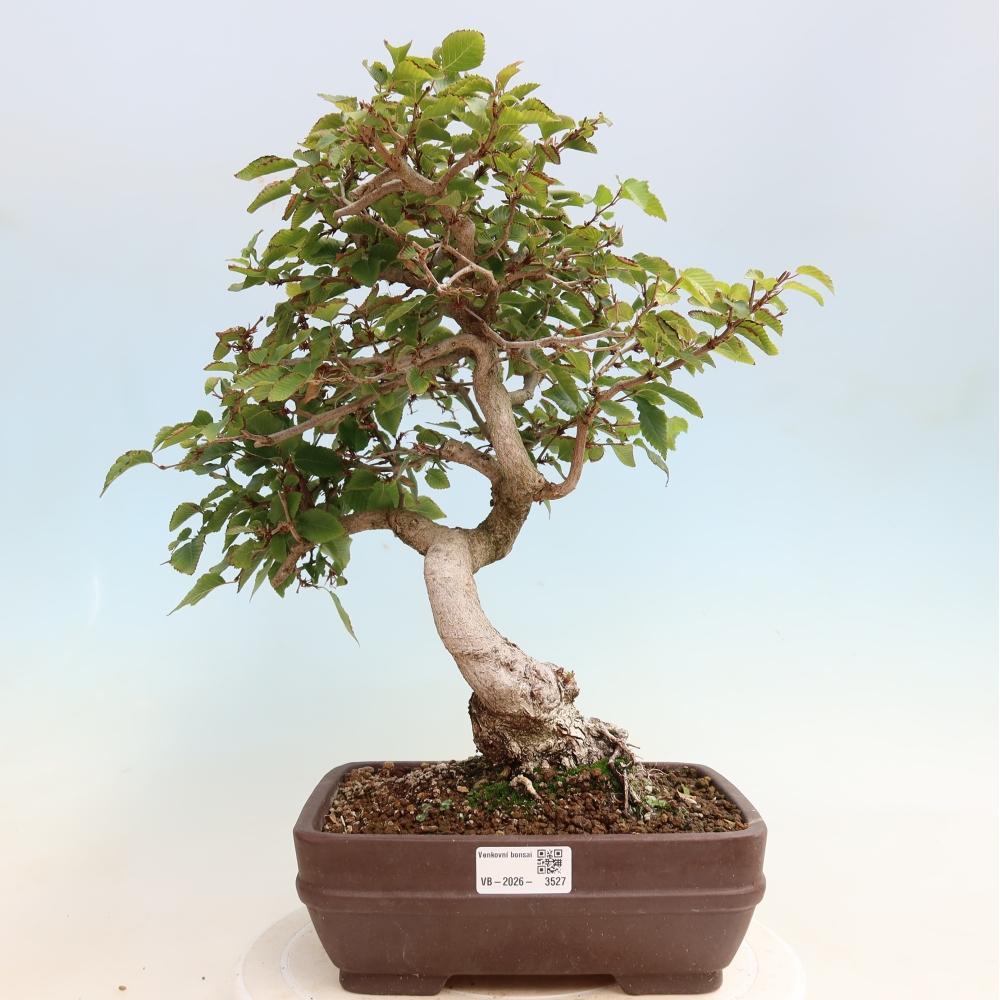 Vonkajšie bonsaje -Carpinus CARPINOIDES - Hrab kórejský