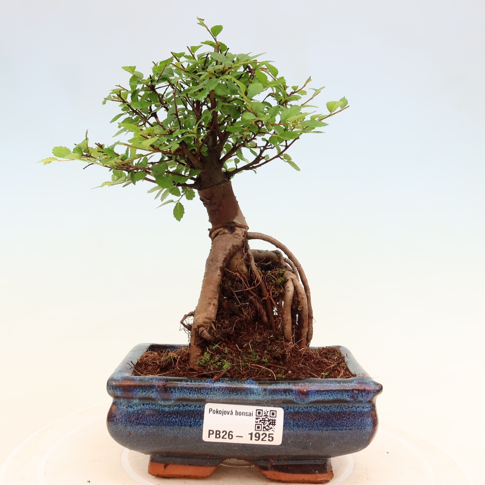 Izbový bonsaj - Ulmus parvifolia - brest malolistý
