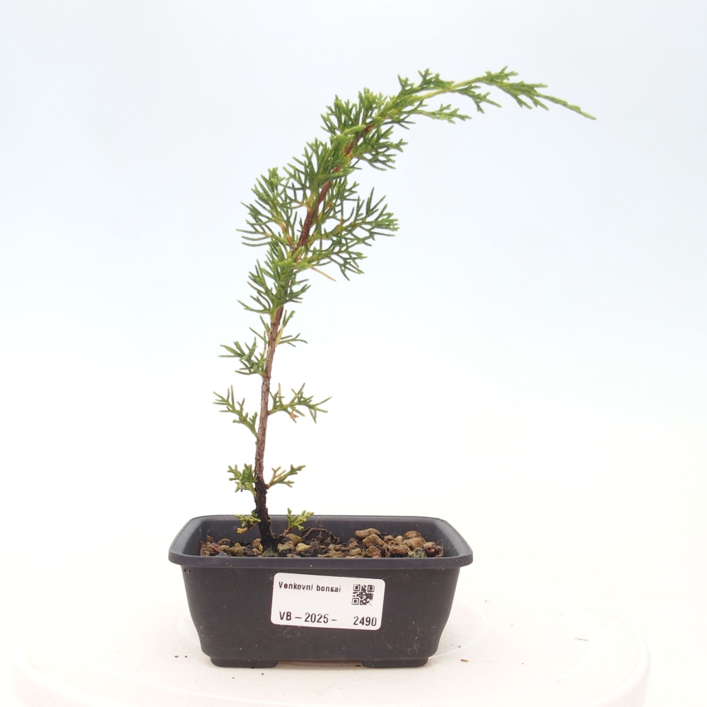 Vonkajší bonsai - Juniperus chinensis Itoigawa -Jalovec čínsky