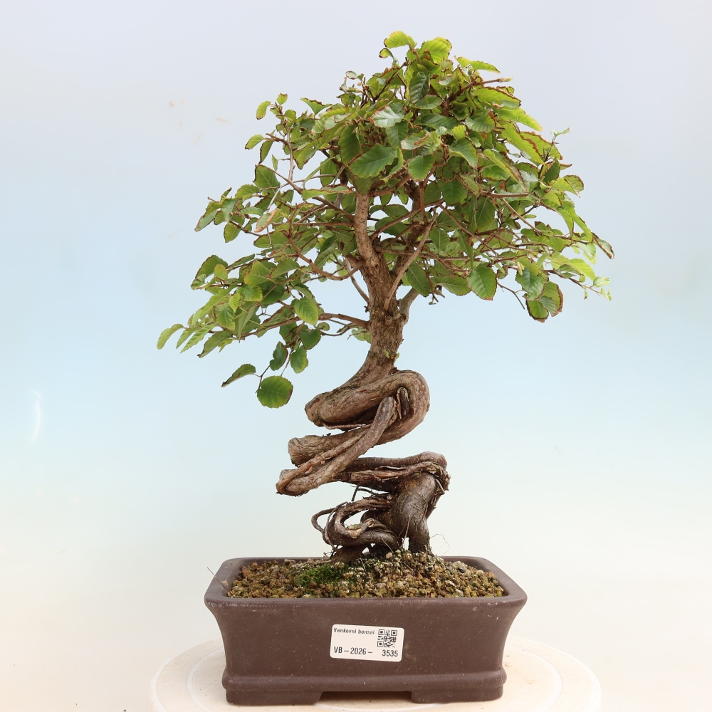 Vonkajšie bonsaje -Carpinus CARPINOIDES - Hrab kórejský