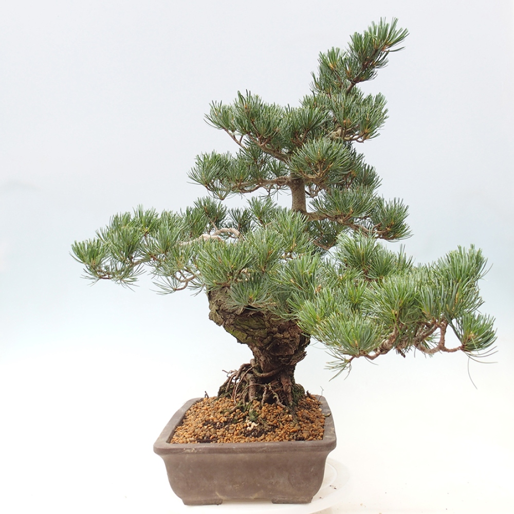 Vonkajšie bonsaje - Pinus parviflora - Pinus parviflora
