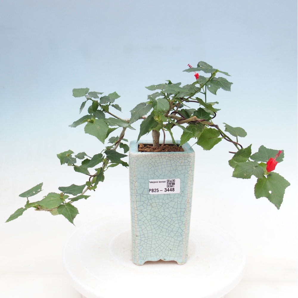 Izbový bonsaj - Malvaviscus arboreus