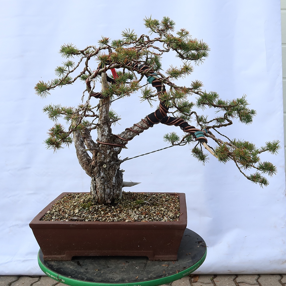 Pinus sylvestris Španielsko – borovica lesná